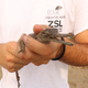A gharial hatchling being held by a ZSL researcher.